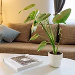 Double Studio Near Cismigiu Park