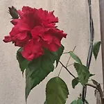 Casuta Galbena