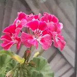 Casuta Galbena