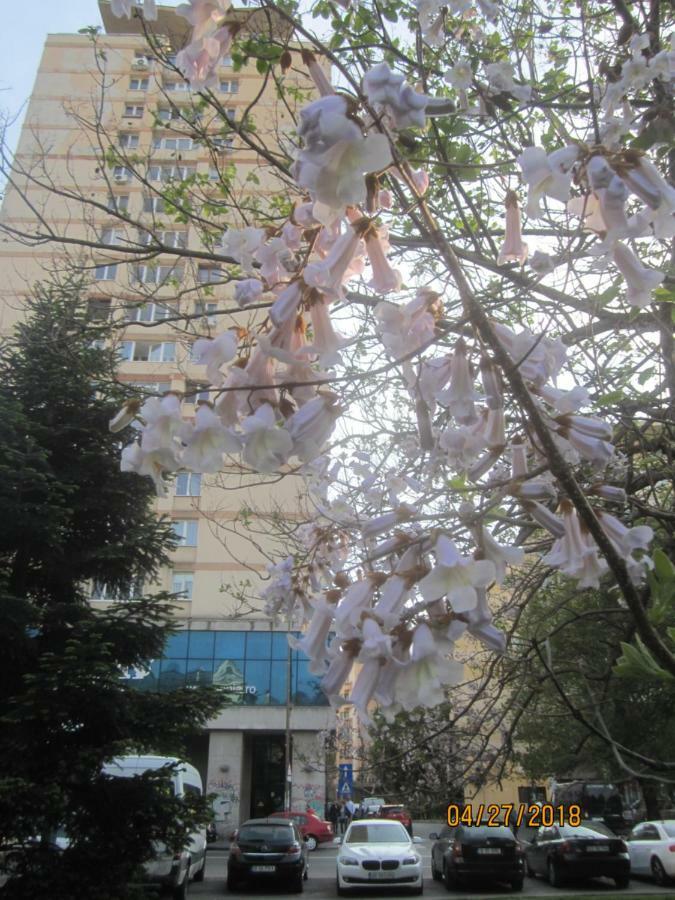 The Location * Bucharest
