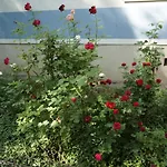North Studio