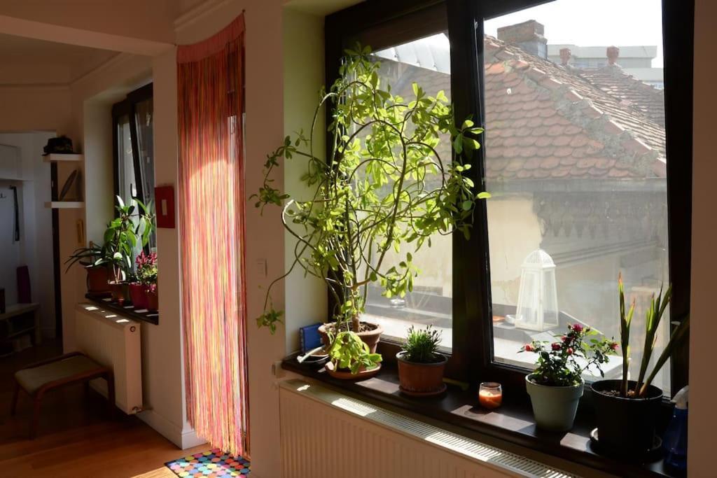 Old Town Bohemian With Garden View Balcony * Bucureşti