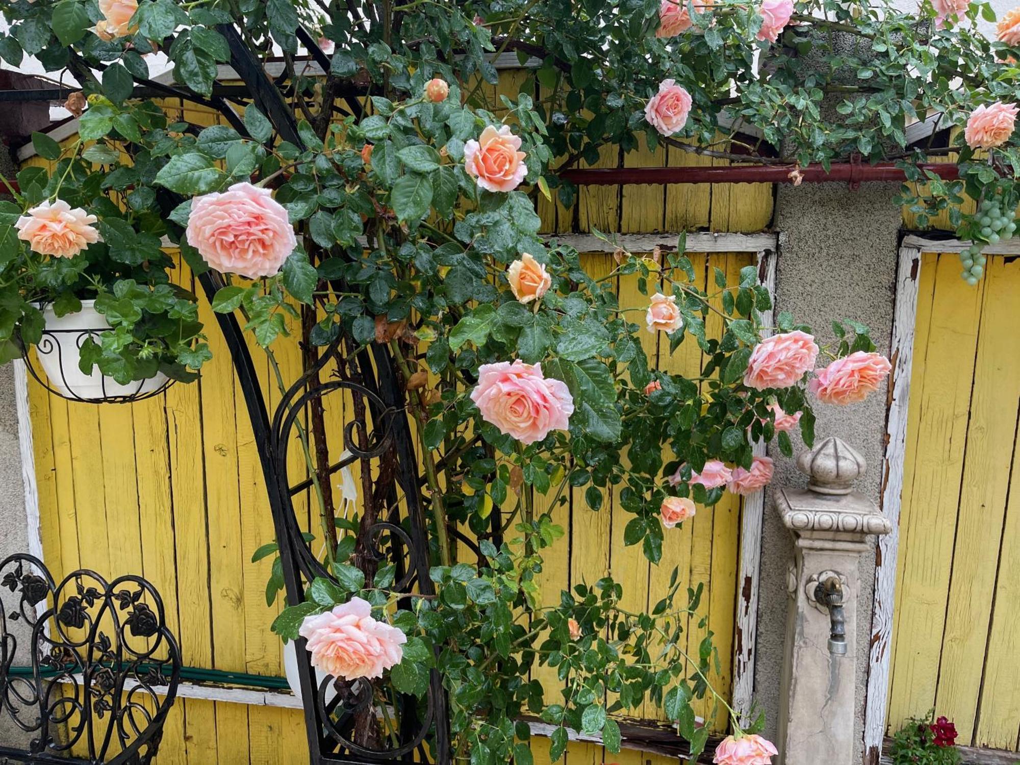 Luxurious With Lush Garden And Huge Terrace Near Herastrau Park Apartment Bucharest