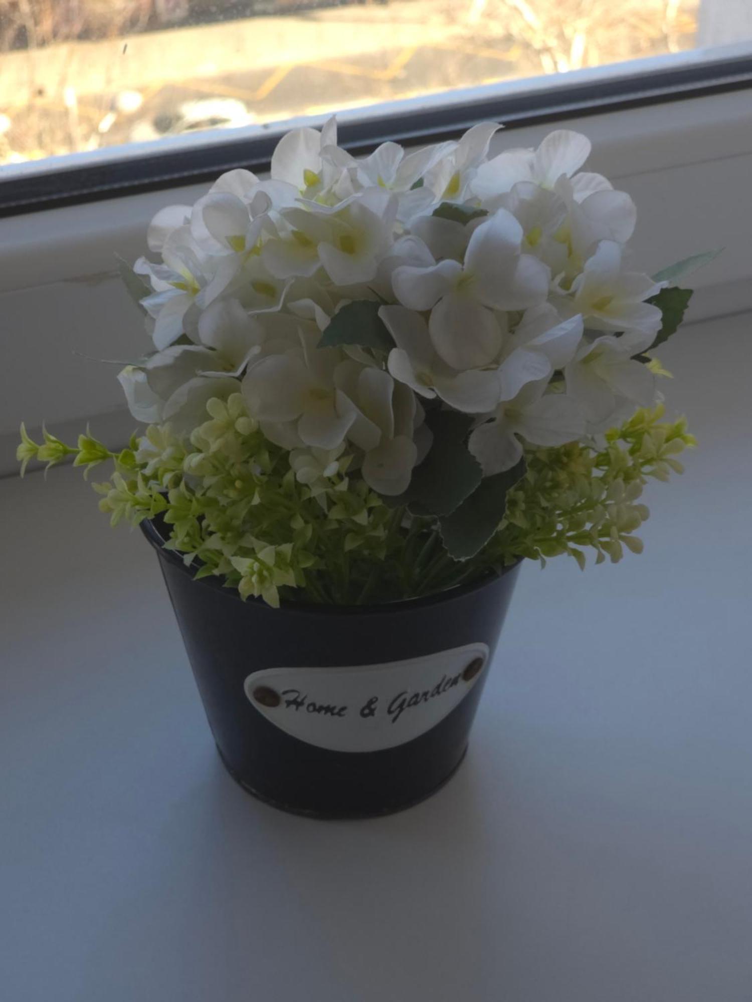 Atheneum Apartament *