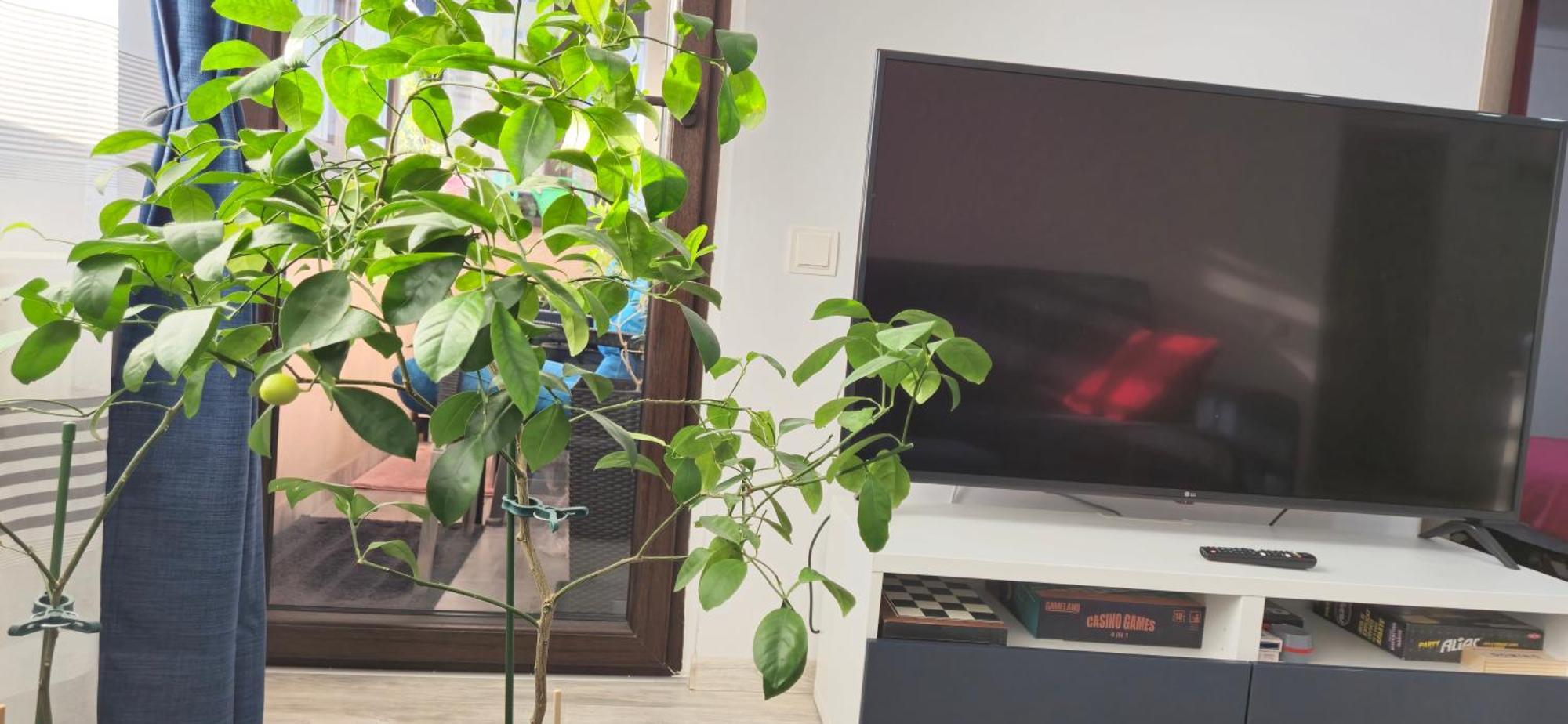 Littlebig Apartament Bucureşti