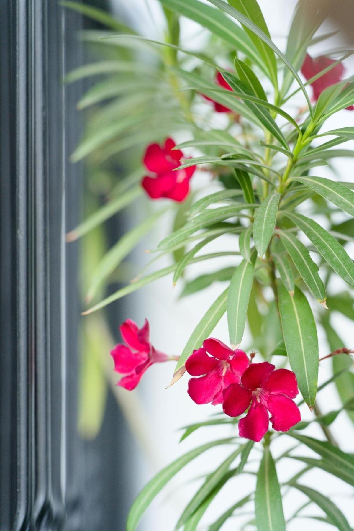 Charming & 1br Apartment Bucharest