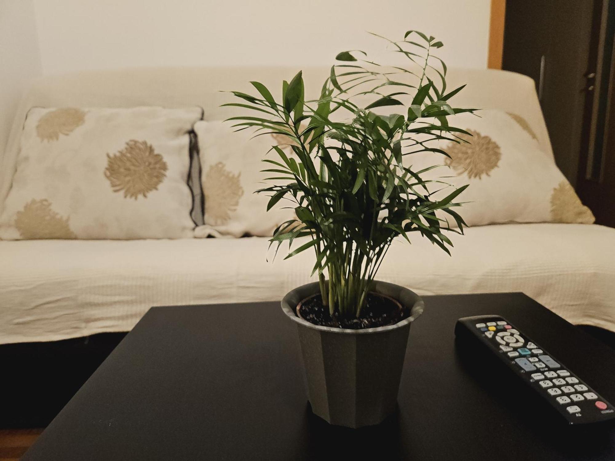 Apartment Bliss -ultracentral *