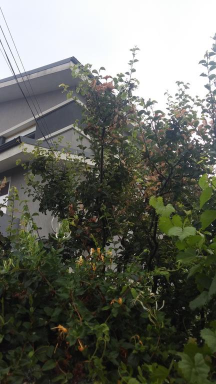 Hello Guest house *