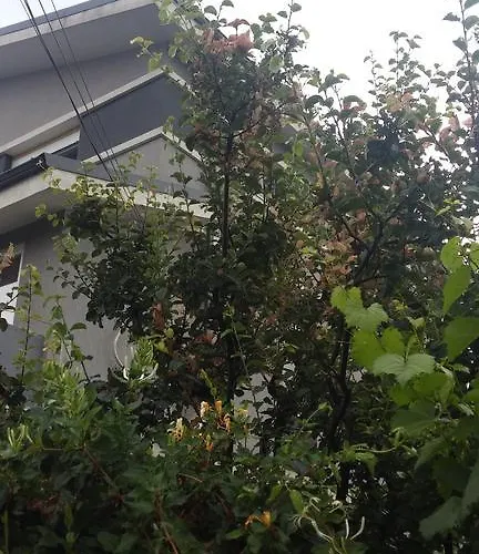 Hello Villa
