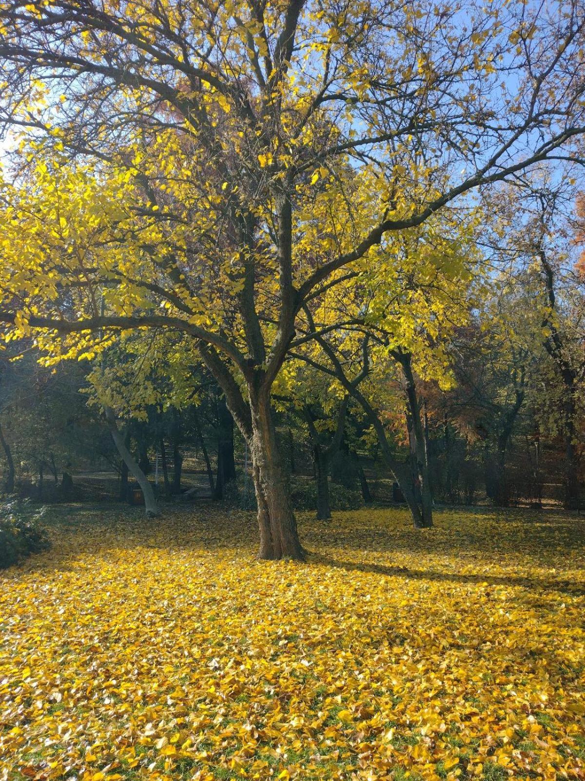 Central Area Park Carol Apartament *