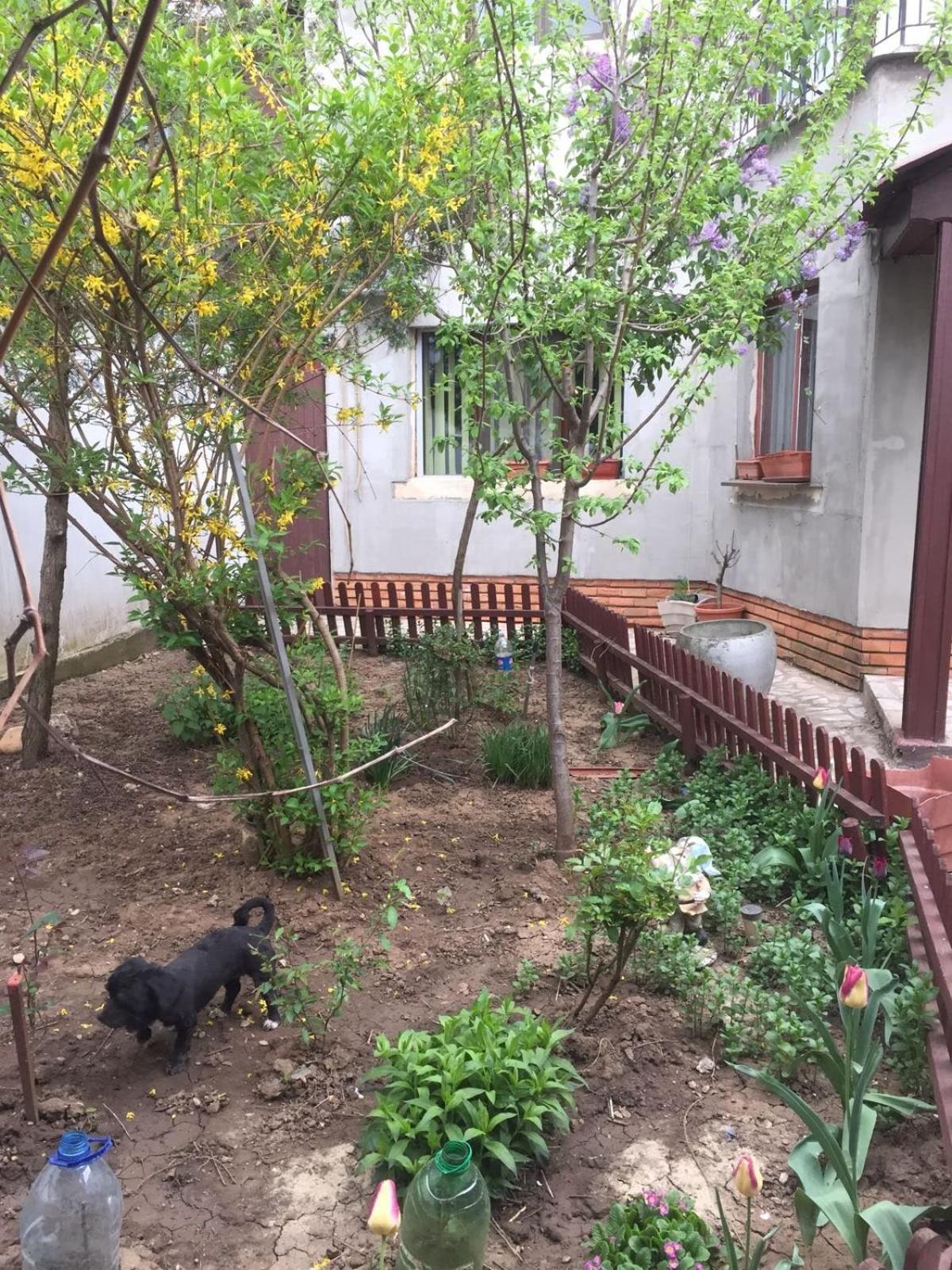 Casa de férias Casuta De Vis